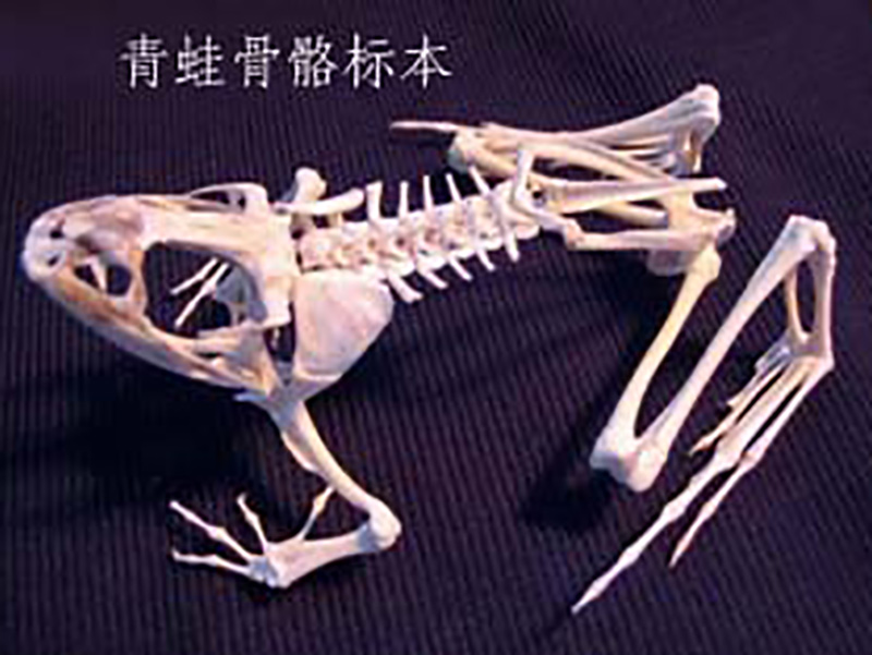 峰達教學設備**供應動物標本，長春動物骨骼標本廠家