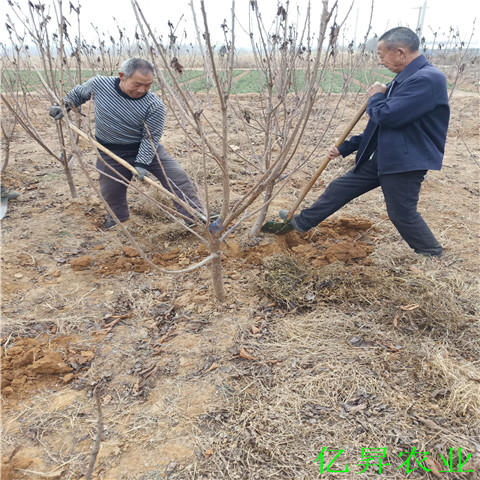 福星樱桃苗批发