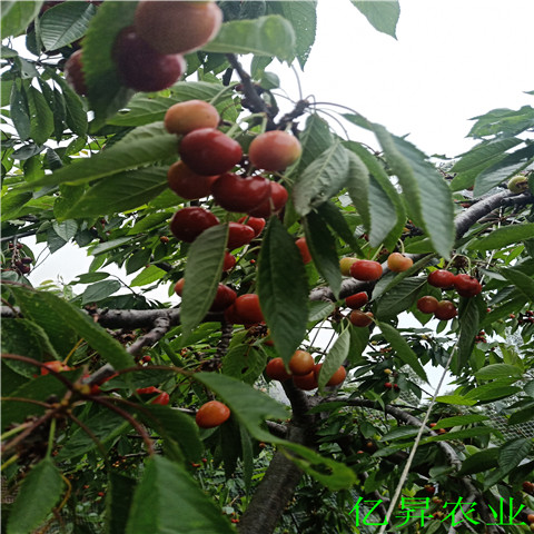 那翁樱桃苗种植技术