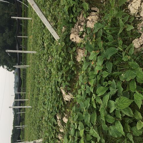 紅心獼猴桃樹(shù)苗價(jià)格
