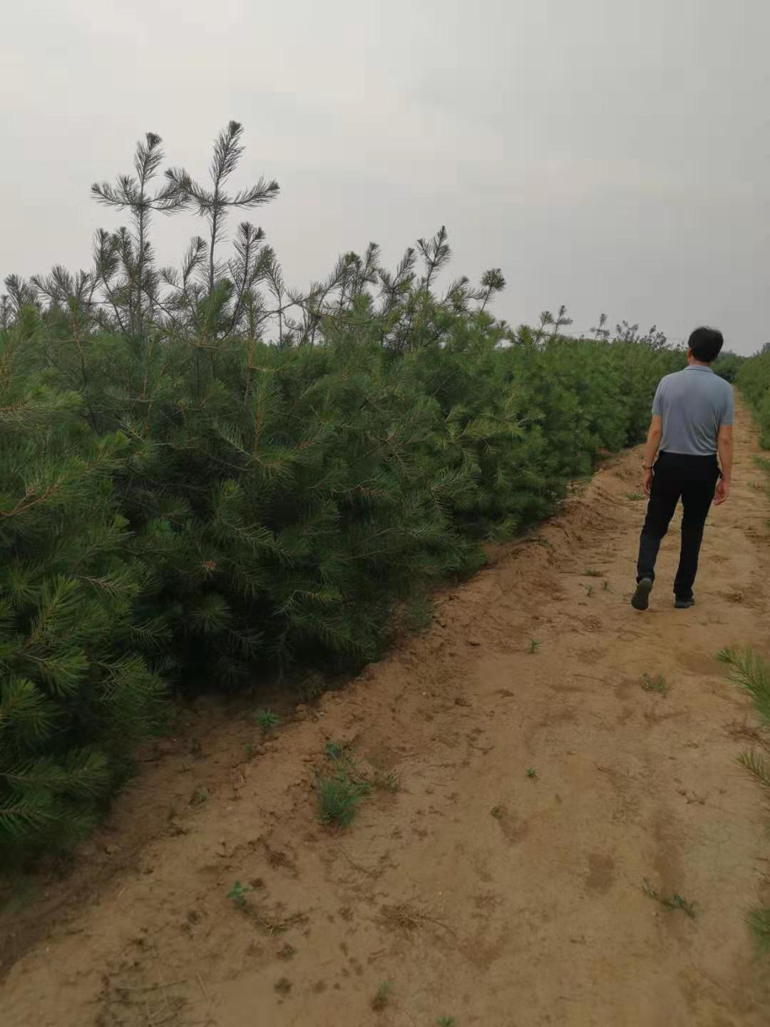 河北省白皮松基地