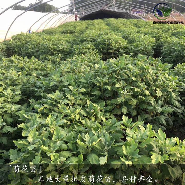 棗莊金絲黃菊苗種植