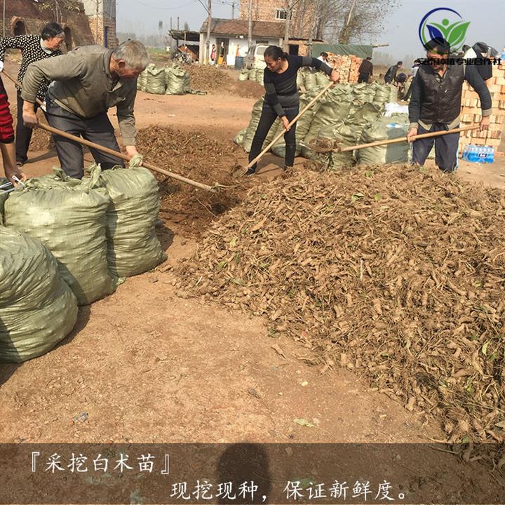 萊蕪白術苗種植技術