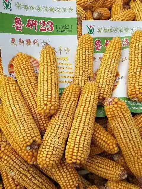 耐密植耐高溫玉米新品種魯研23