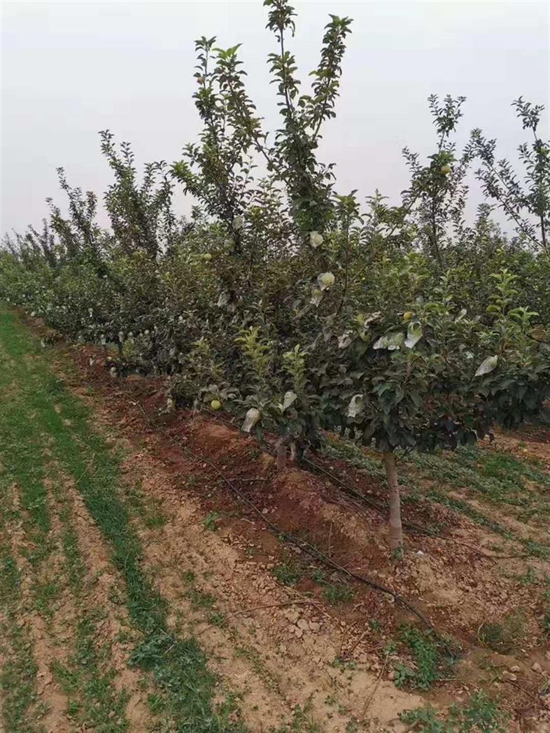 绛县红富士苹果树批发价格 苗木**基地