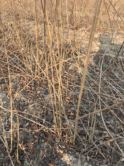 湖北3公分连翘苗厂家 喜温暖喜潮湿