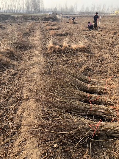 運城連翹苗規格 批發零售