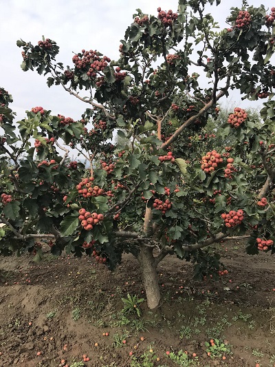 山东山楂树批发价格