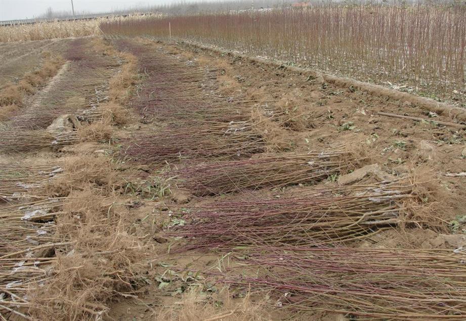 河南占地桃樹批發價格 桃樹苗 產品質量保證