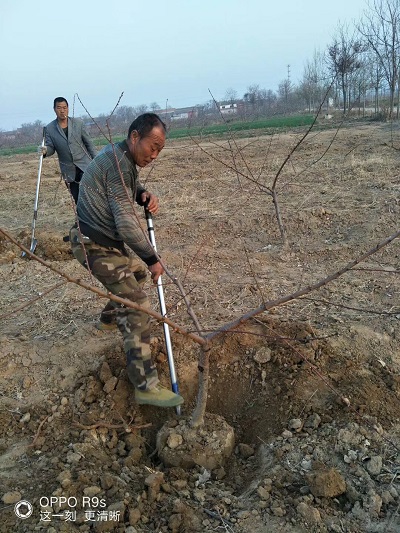 陕西9公分占地桃树销售价格