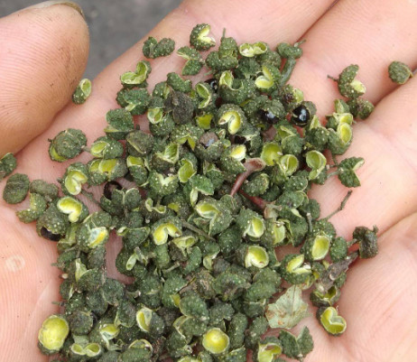 昭通青花椒噸位出貨行情