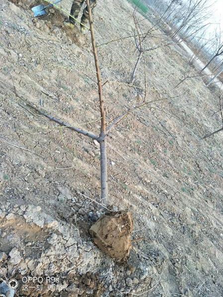 山西10公分山桃樹苗 基地直銷 貨源充足