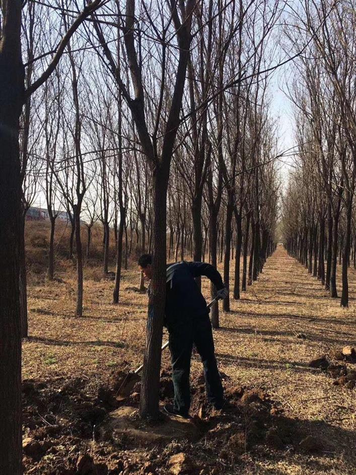 15公分國槐哪里有賣 山西國槐