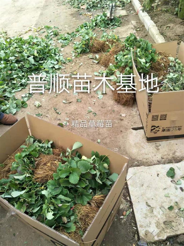 销售草莓苗批发品牌