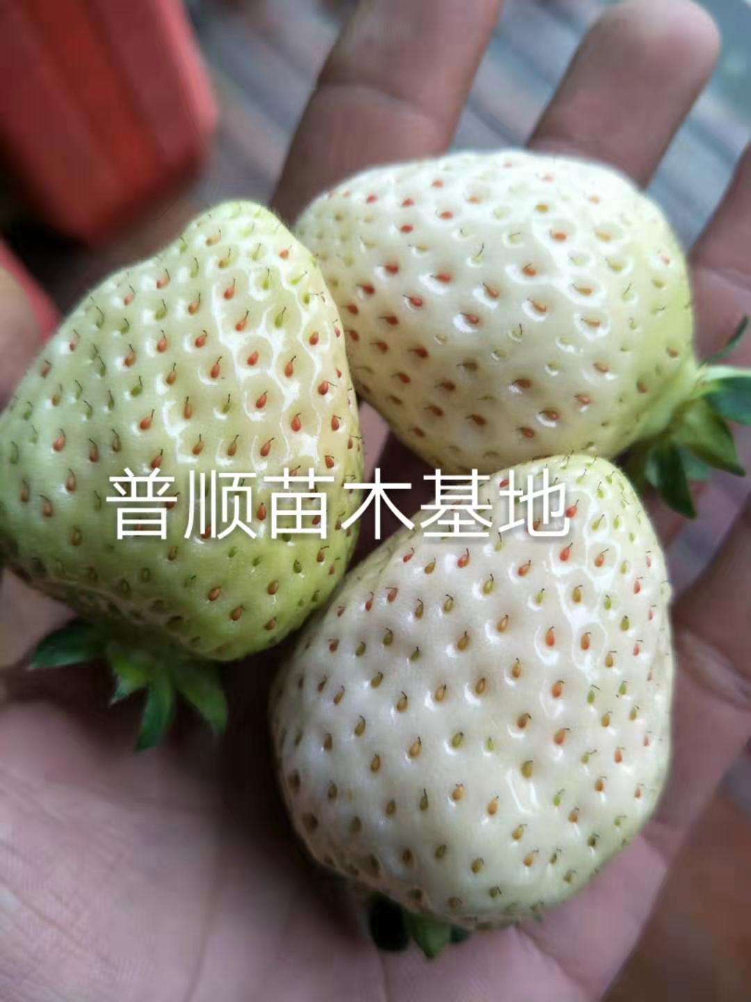 沧州特价草莓苗