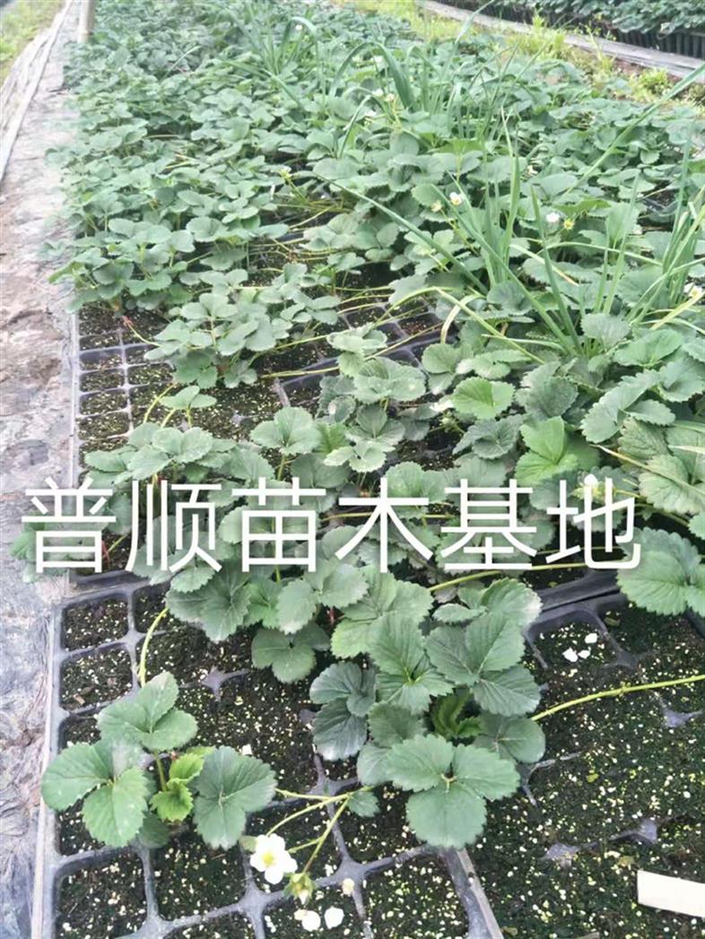 特价法兰帝草莓苗厂