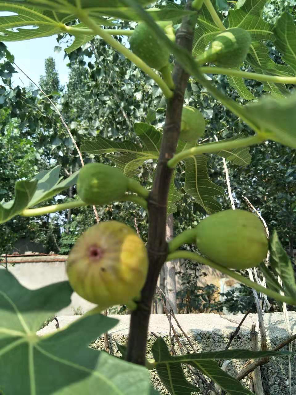 甘肃金傲芬无花果苗生产厂家