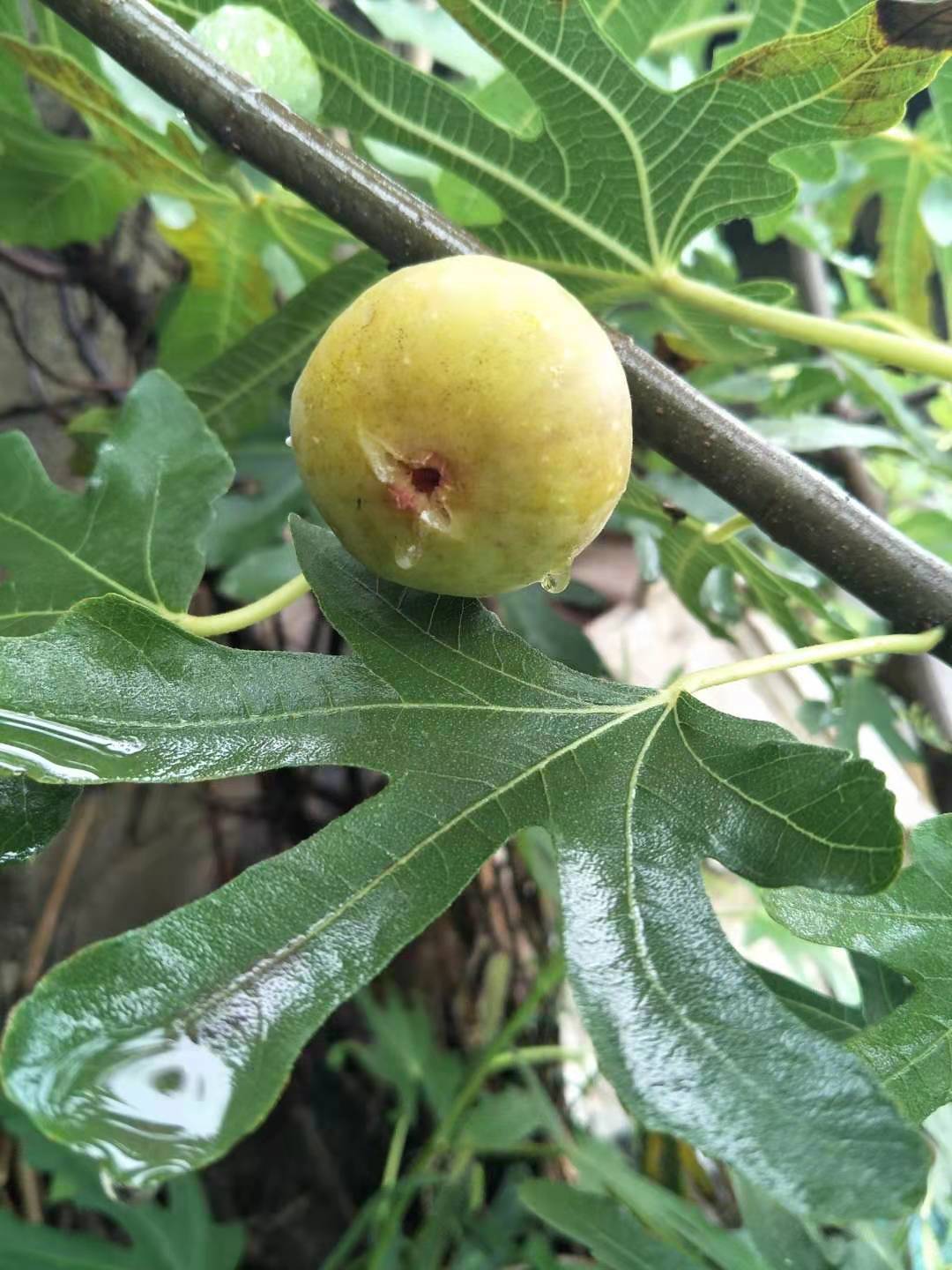 现货波姬红无花果树苗厂家直销