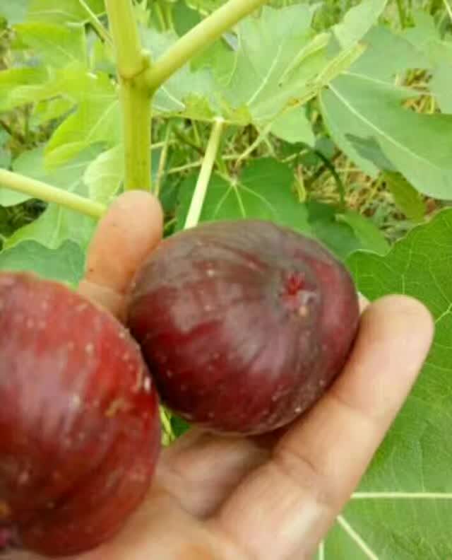 曲靖无花果树苗批发