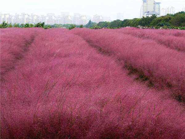 粉黛亂子草青州花海