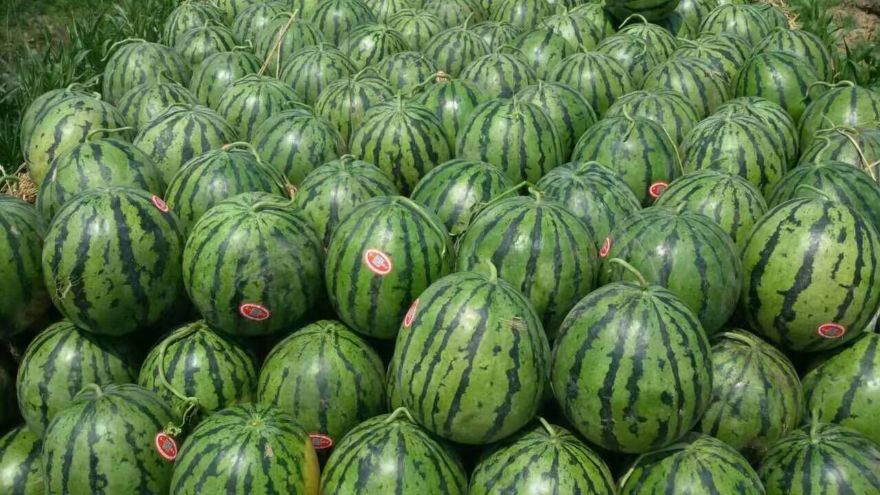 西瓜代收找新民市科旺種子|長(zhǎng)春西瓜代收
