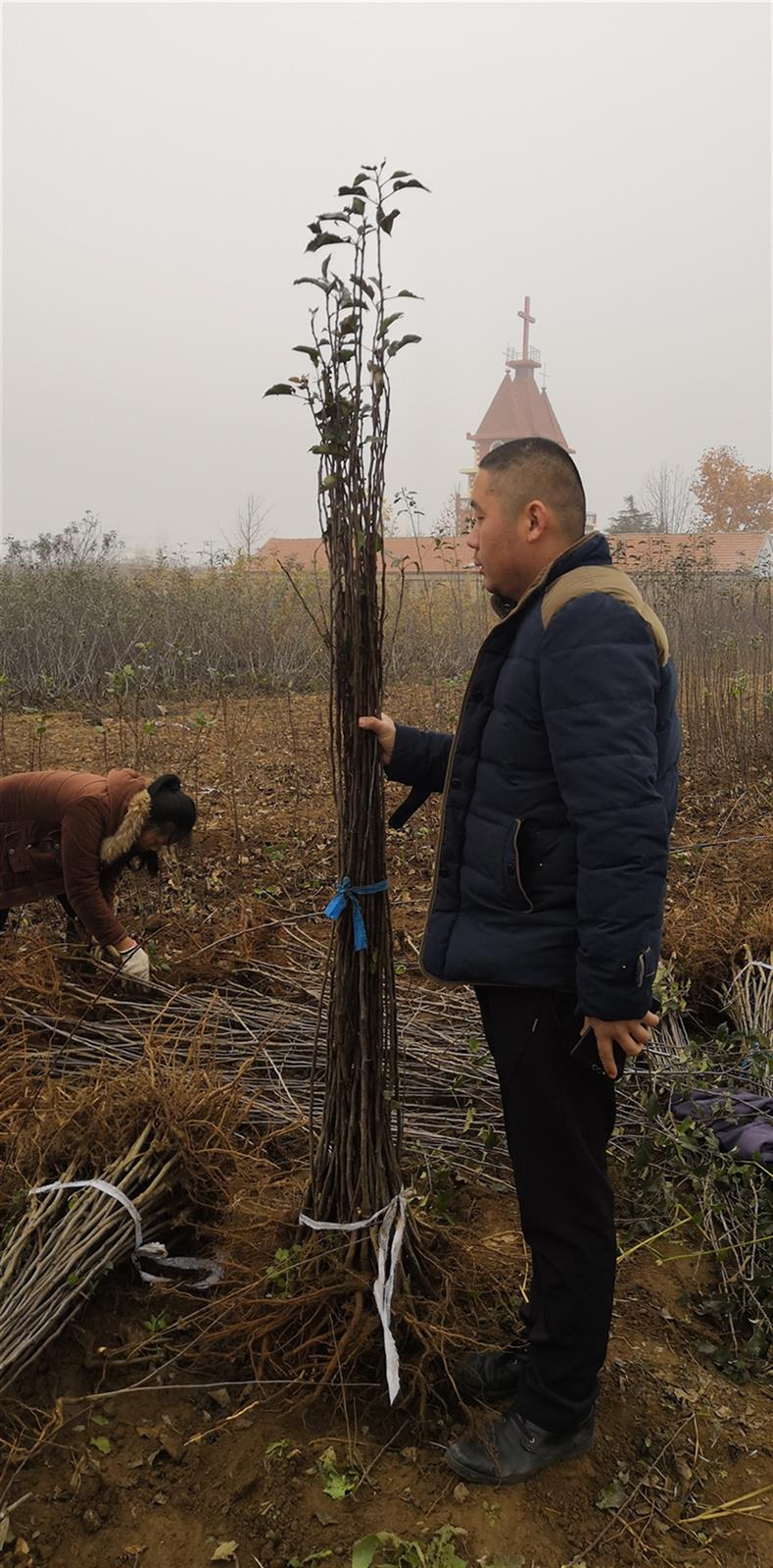 汉中苹果苗批发