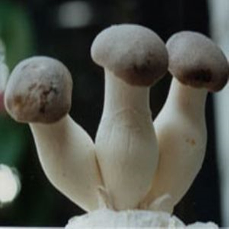 食用菌杏鮑菇滅菌器