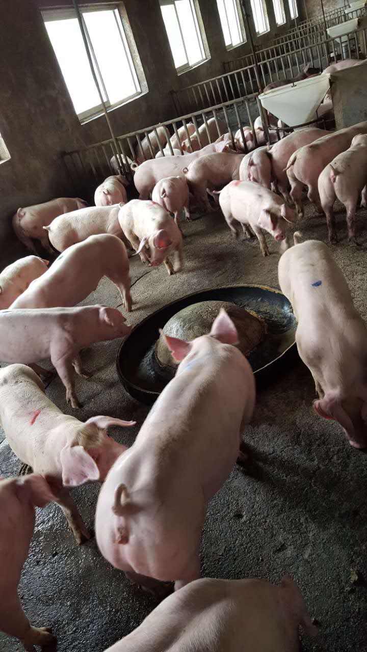 大白種豬飼養基地-哪里能買到**值的寶玄—大白種豬