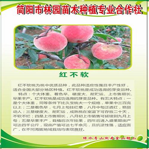 紅不軟桃子苗品種