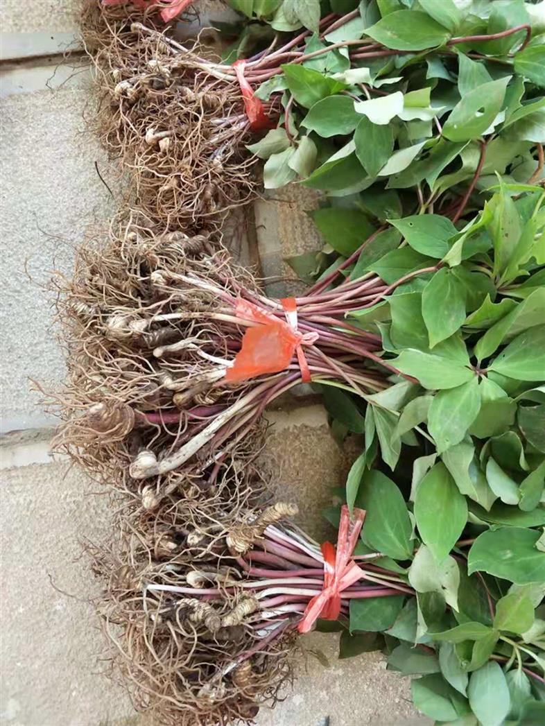 貴州重樓 *角蓮