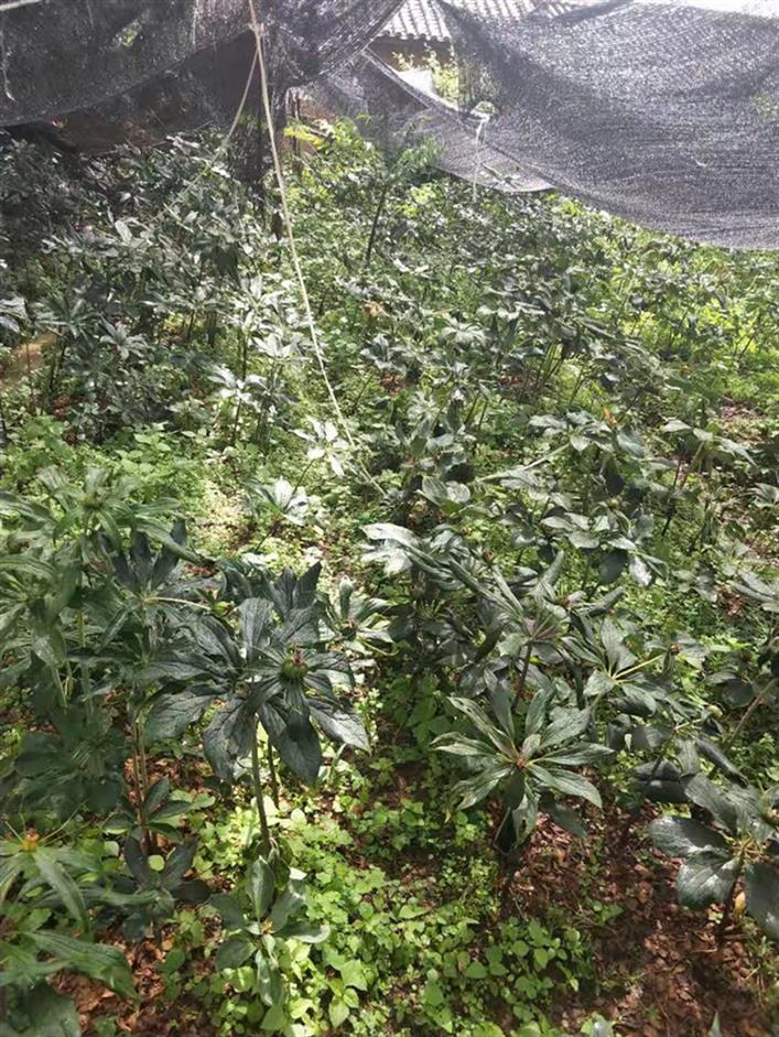四川重樓種苗 七葉一枝花
