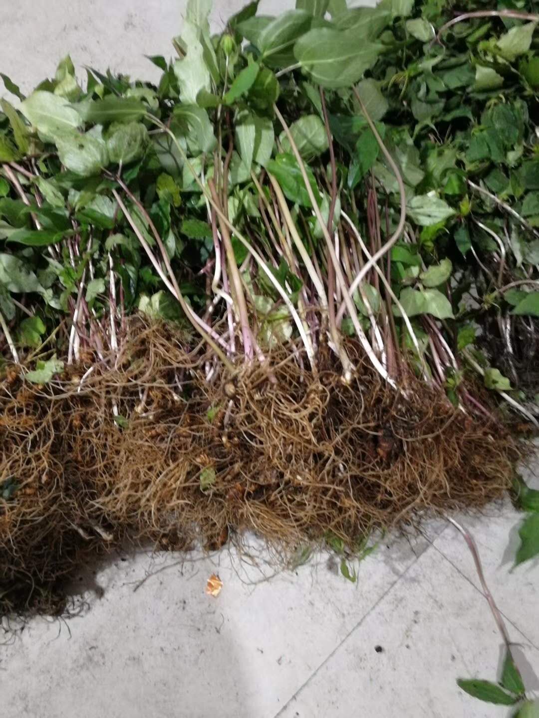 貴州七葉一枝花 *角蓮