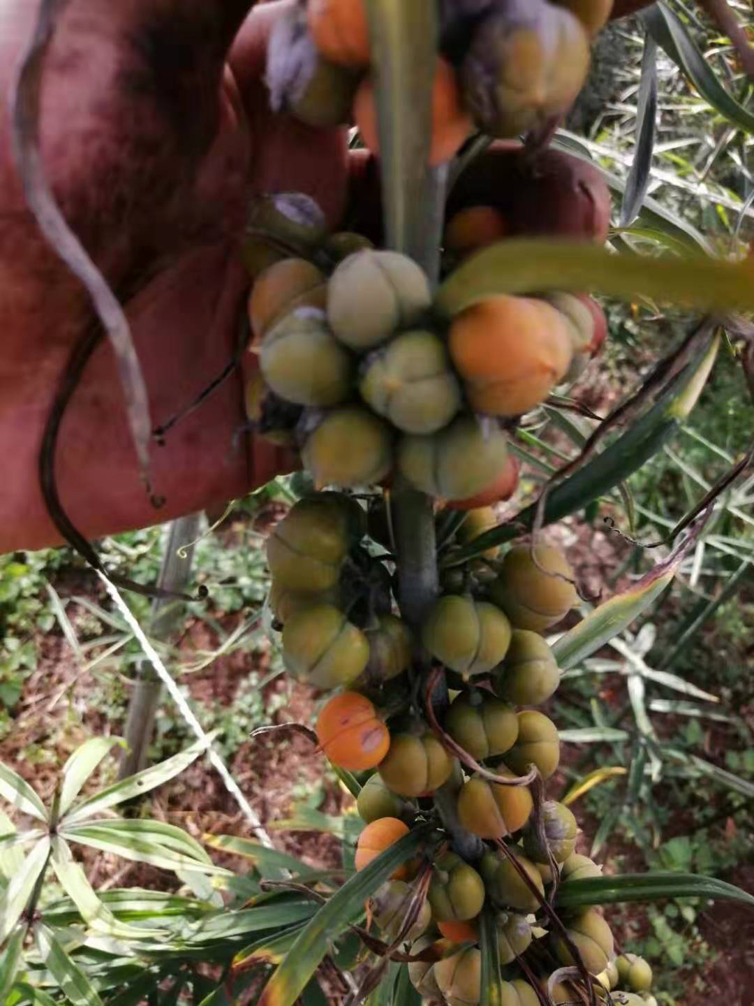 樂山滇黃精種植基地