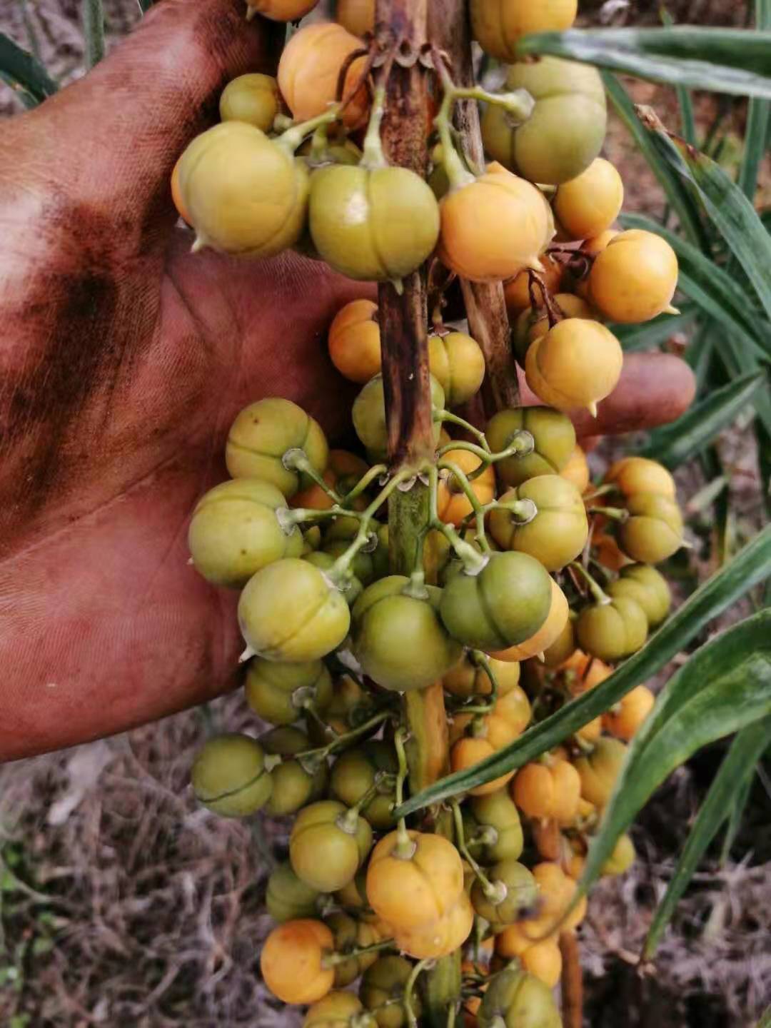 攀枝花滇黃精批發(fā)