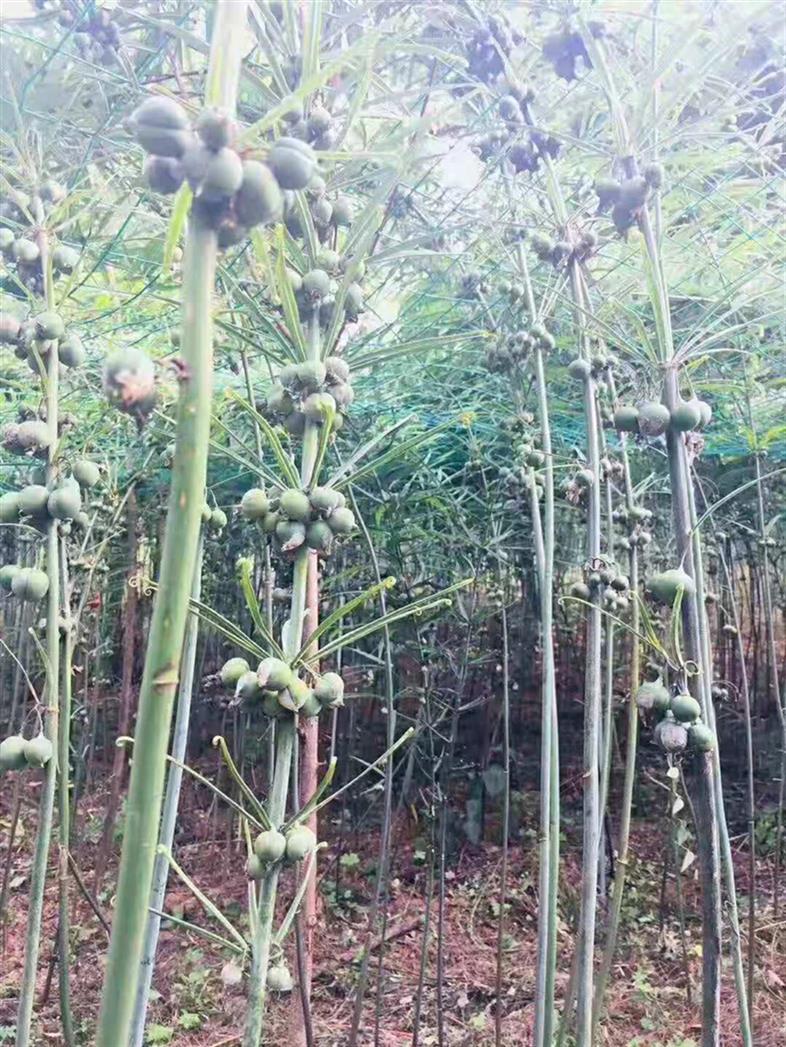 怒江滇黃精種苗 為您量身打造