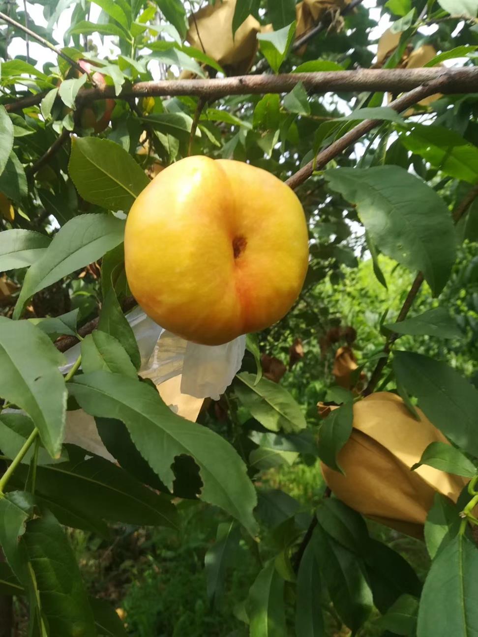 阜陽桃苗廠家 油蟠7號油蟠桃苗