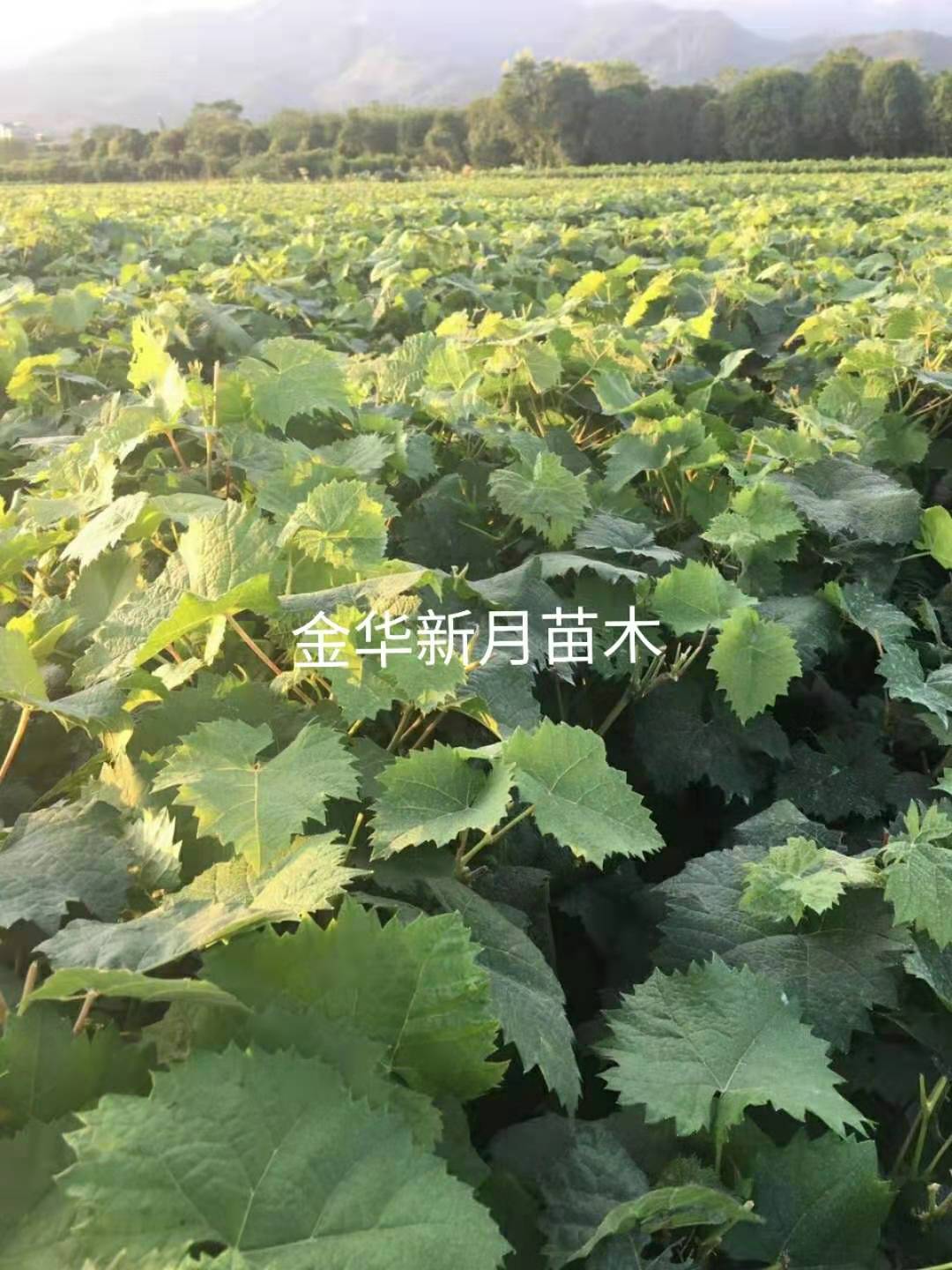 云南葡萄苗哪家质量好