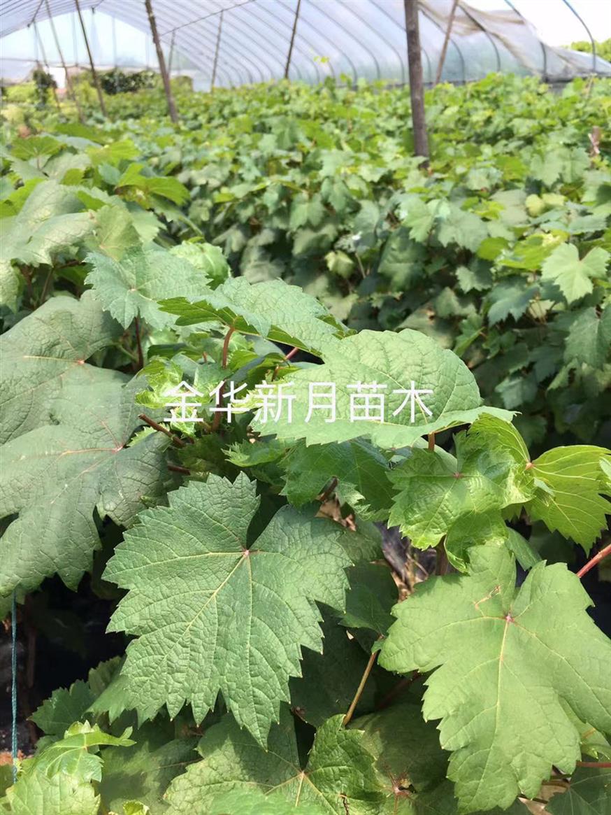 菏泽葡萄苗价格