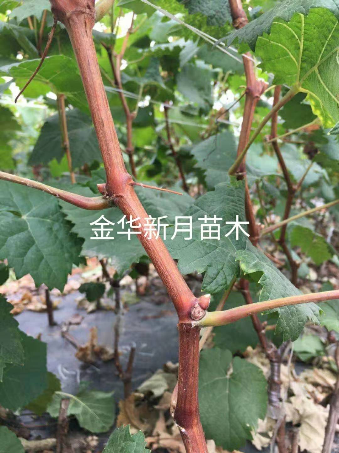 葡萄苗批发价格