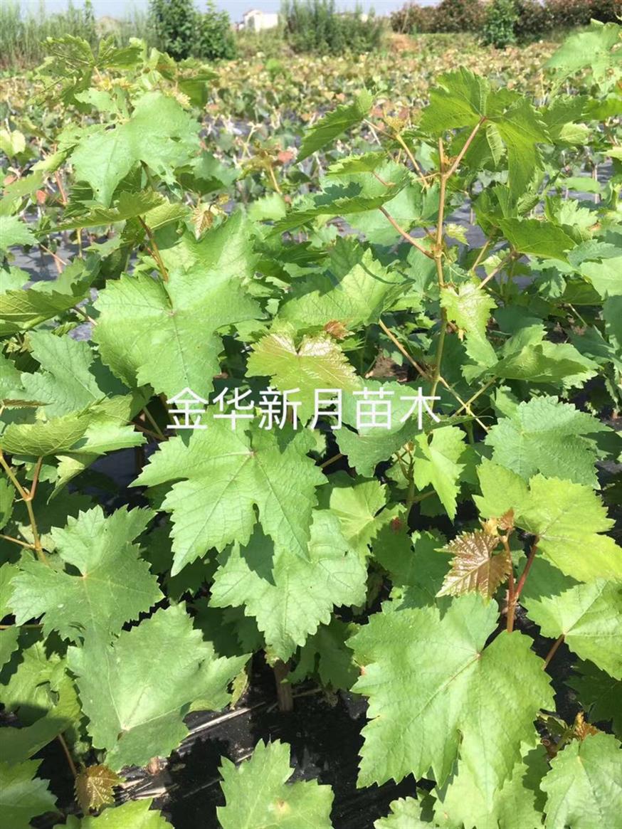 金华葡萄苗种植基地