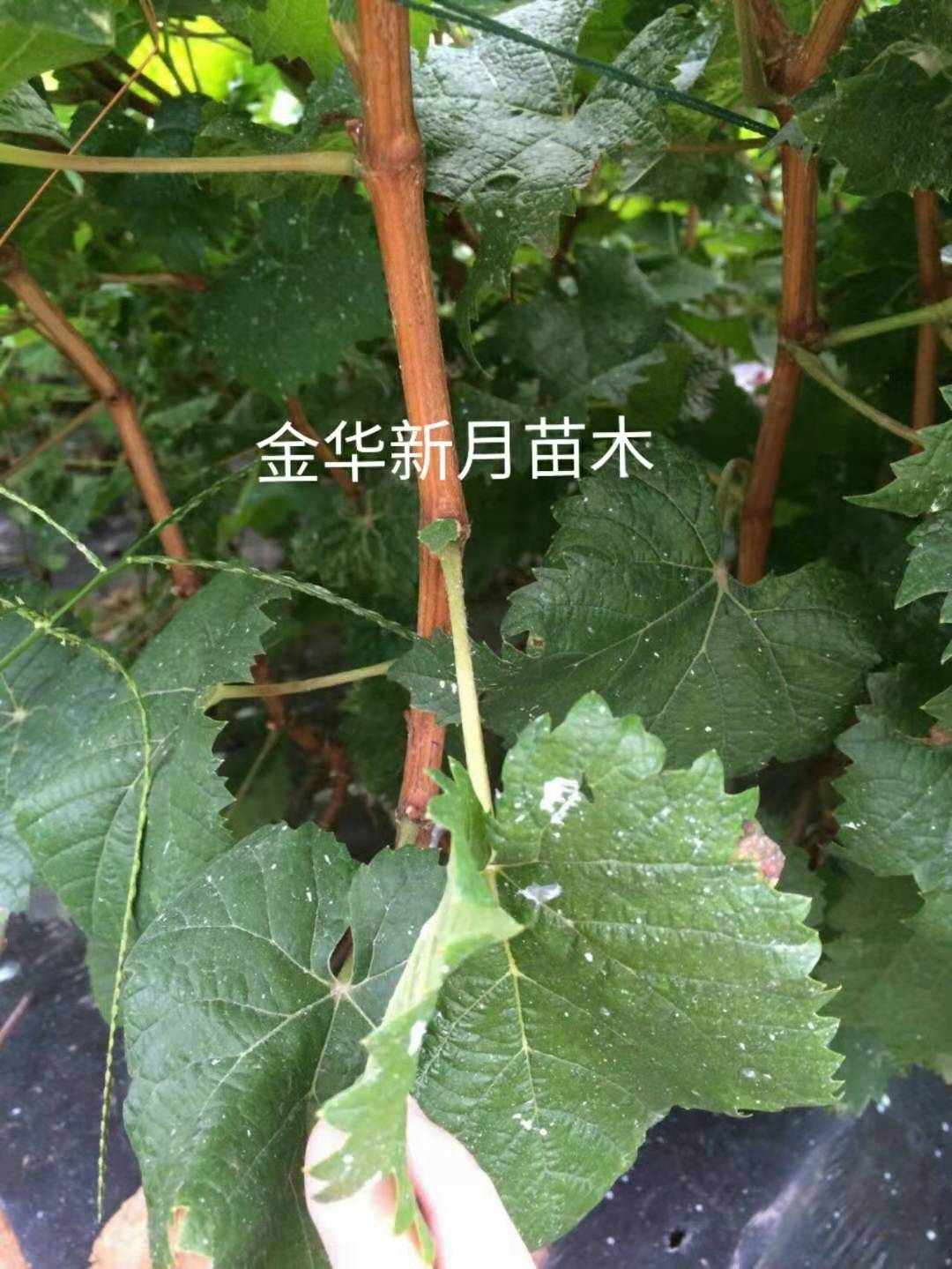 阳光玫瑰葡萄苗批发价格