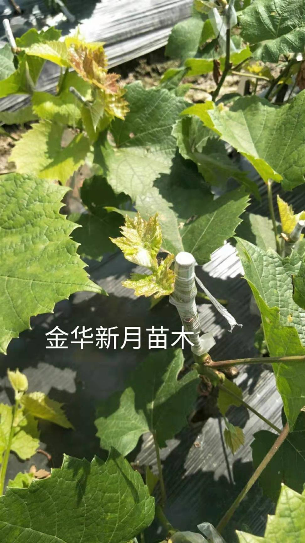 金华葡萄苗种植基地