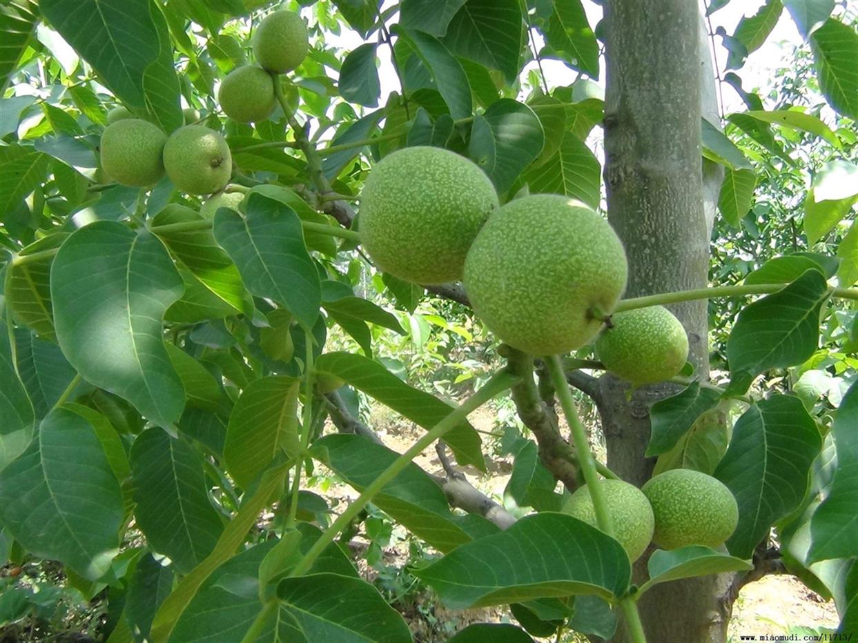 青海遼核核桃苗生產(chǎn)商 香玲核桃苗