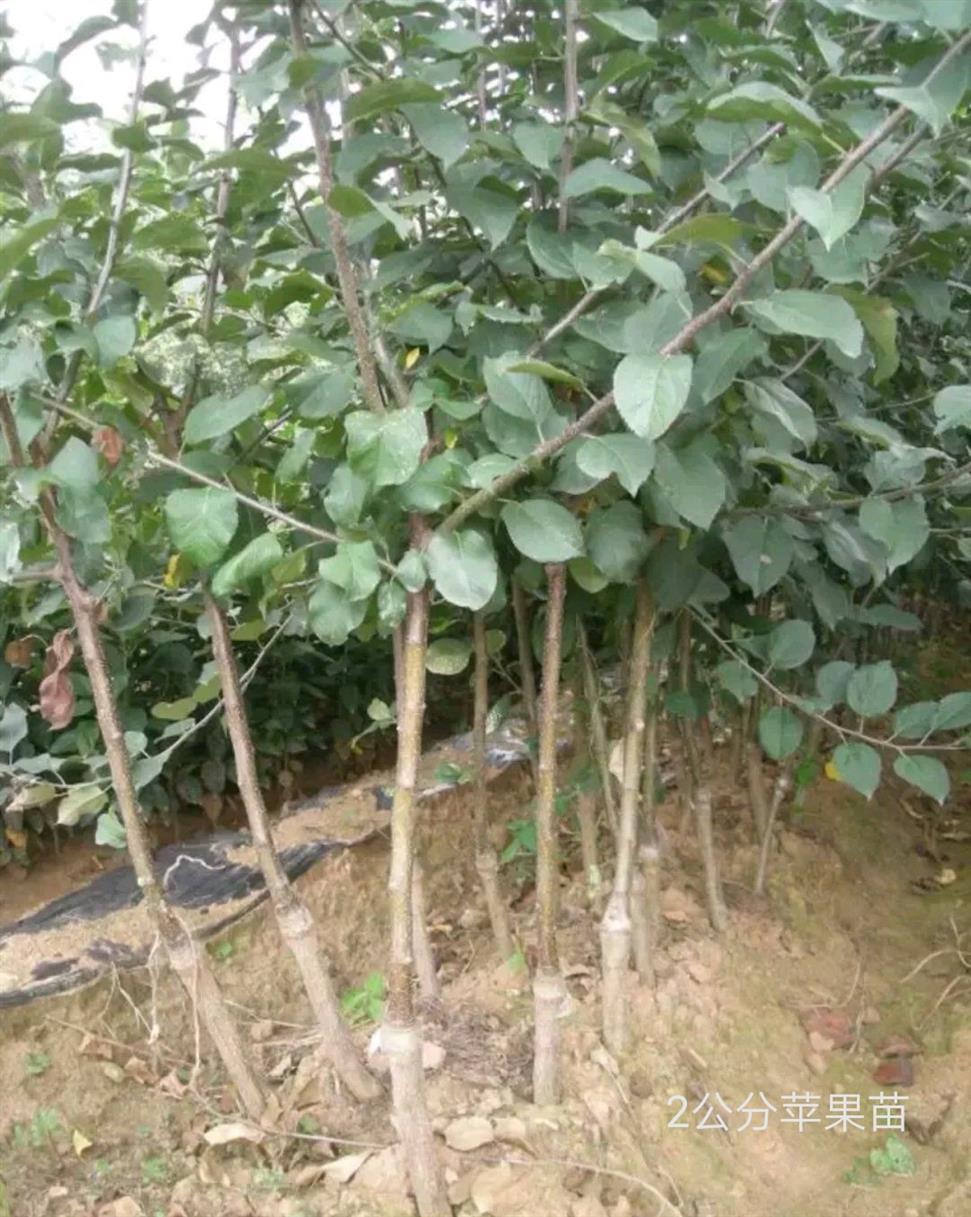 貴州嘎啦蘋果苗價格