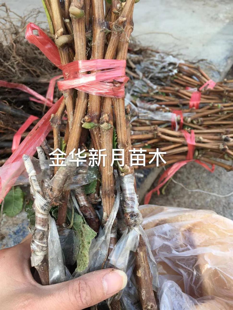 昆明阳光玫瑰葡萄苗批发