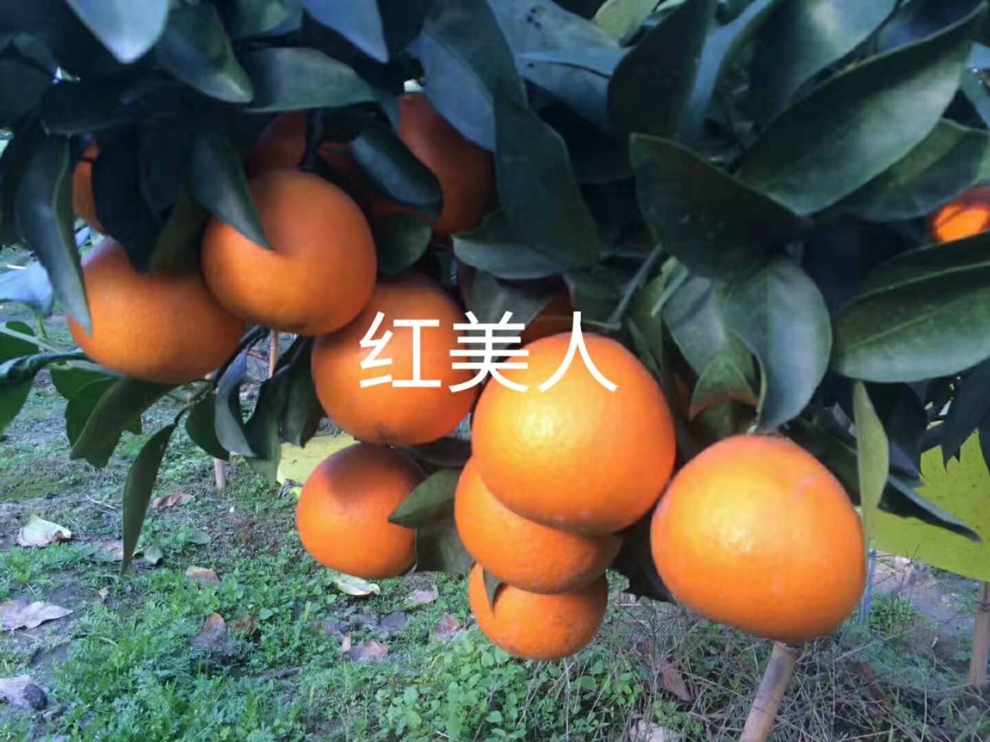 蕪湖柑橘苗聯系電話 桔苗 廠家直銷