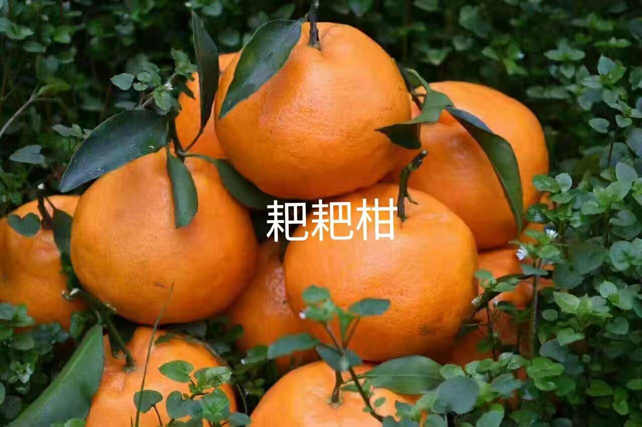 湖南柑橘苗价格