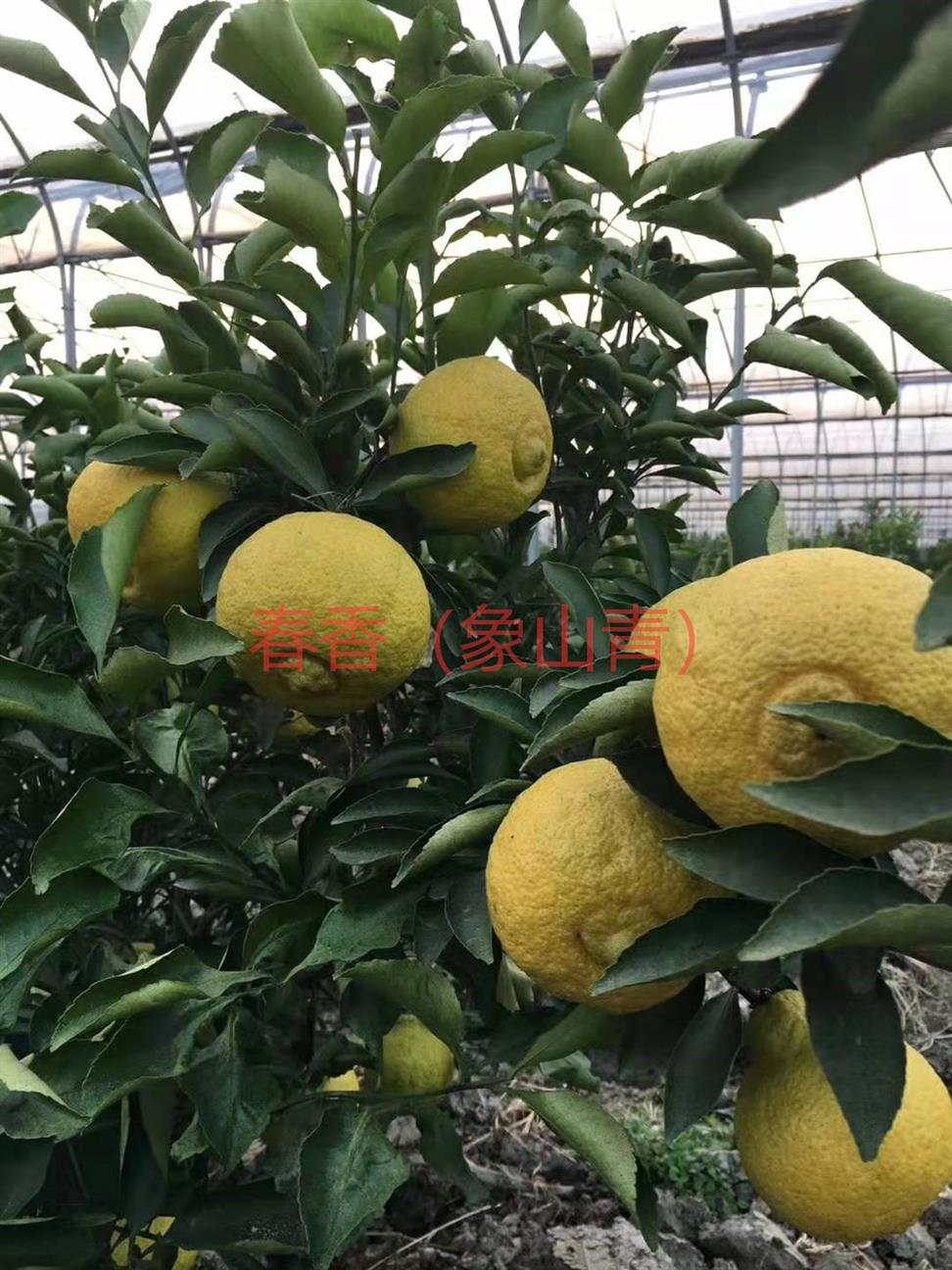 安徽柑橘苗 紅肉臍橙苗 歡迎來電咨詢