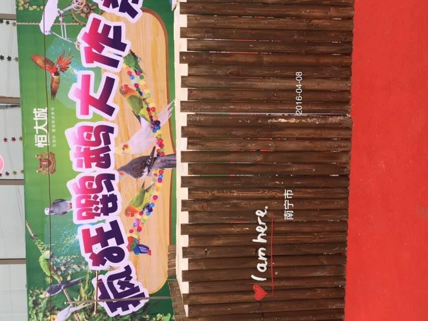揭陽百鳥展暖場必備項目 服務值得信賴