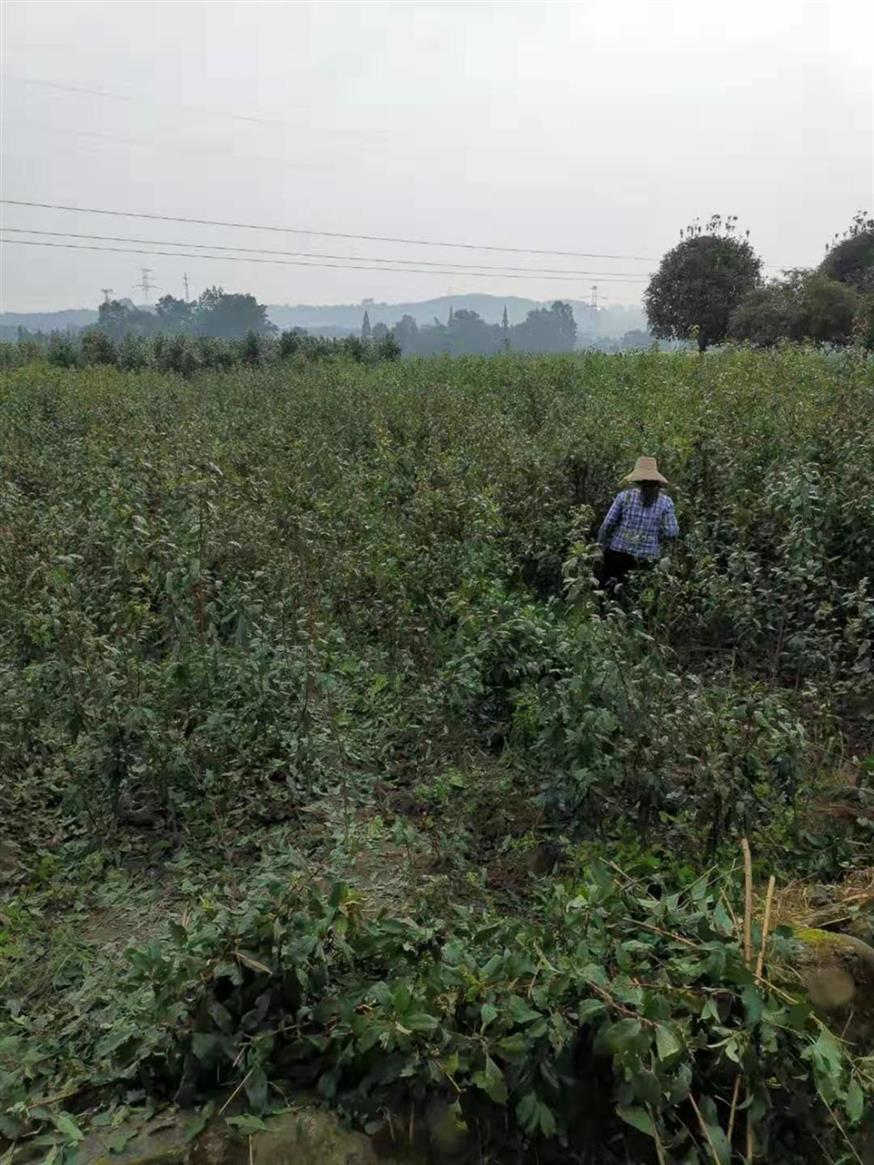 黔南青脆李苗價格 青脆李子苗 產地低價直銷